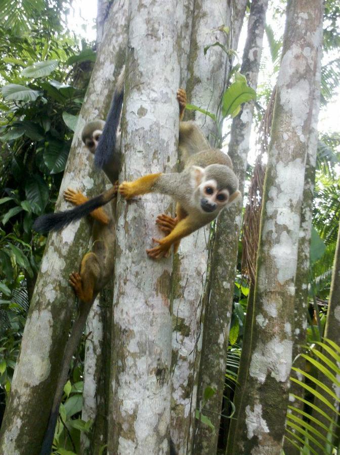 Parque Dos Igarapes Villa เบเลม ภายนอก รูปภาพ